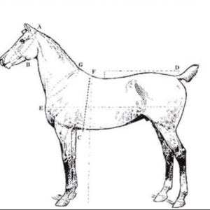 https://www.nadriexporters.com/wp-content/uploads/2021/02/MEASURING-A-HARNESS-FOR-CARRIAGE-e1614090402312-300x300.png